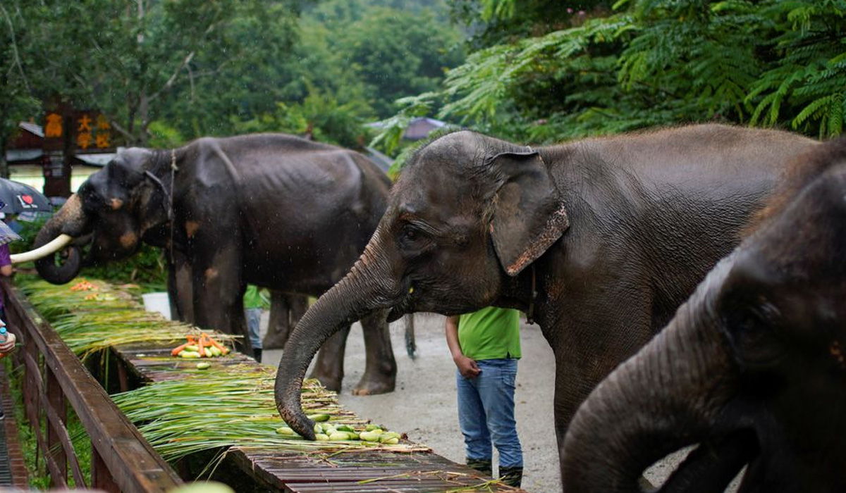 China's wild elephants seek room to roam as habitats shrink